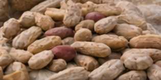 Premium Groundnuts for Export