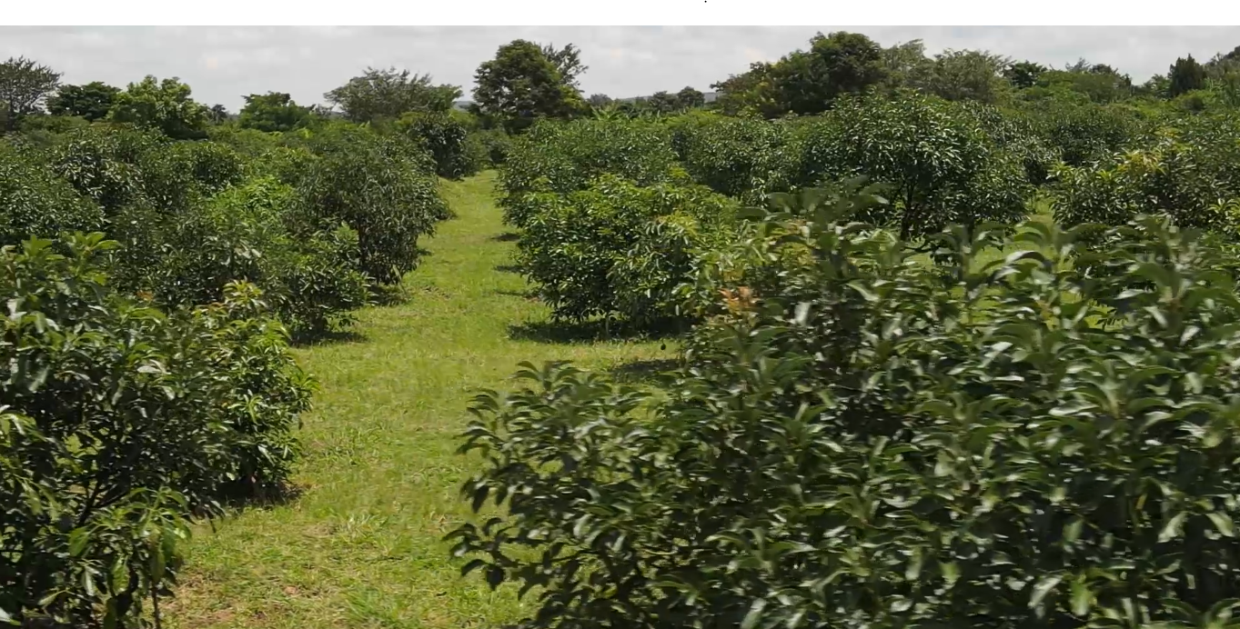 African agribusiness growth