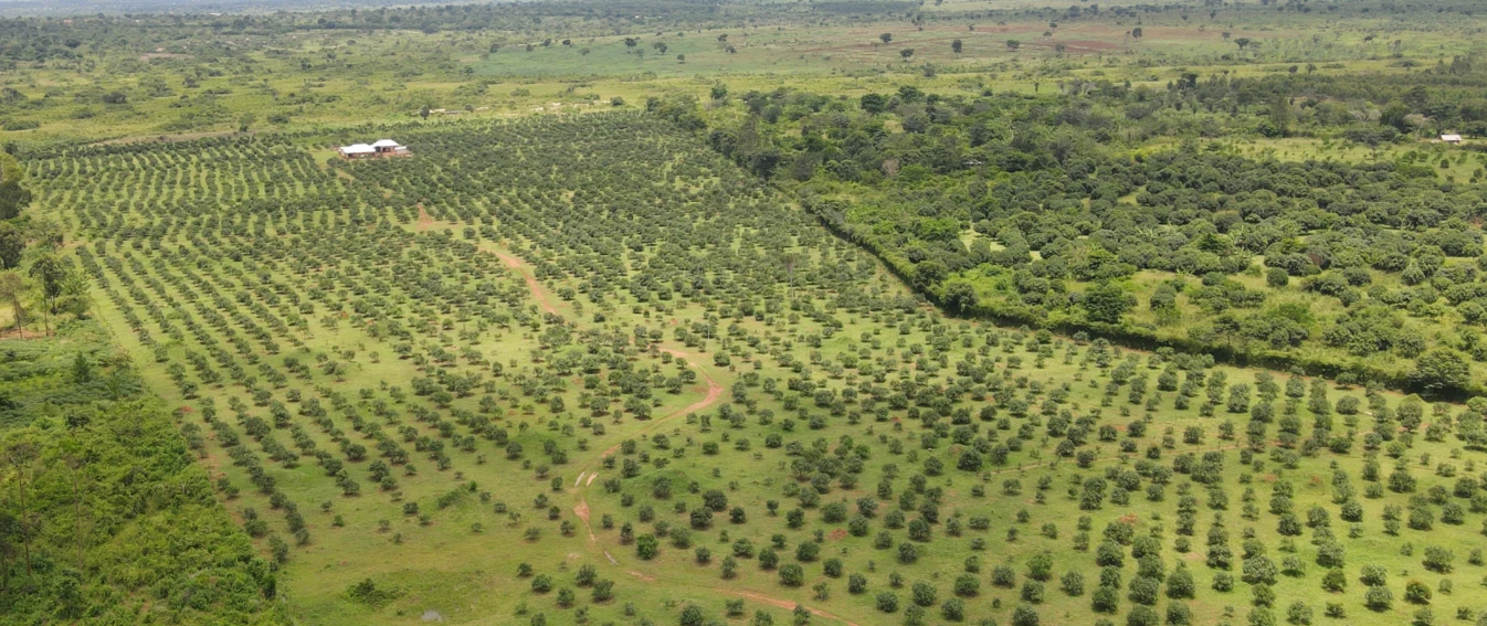 NAADS Partners with Curated to Promote Hass Avocado Farming