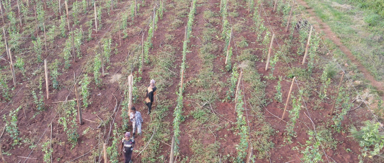 Curated farm field operations in Uganda