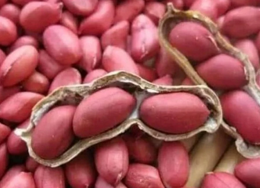 Fresh groundnuts