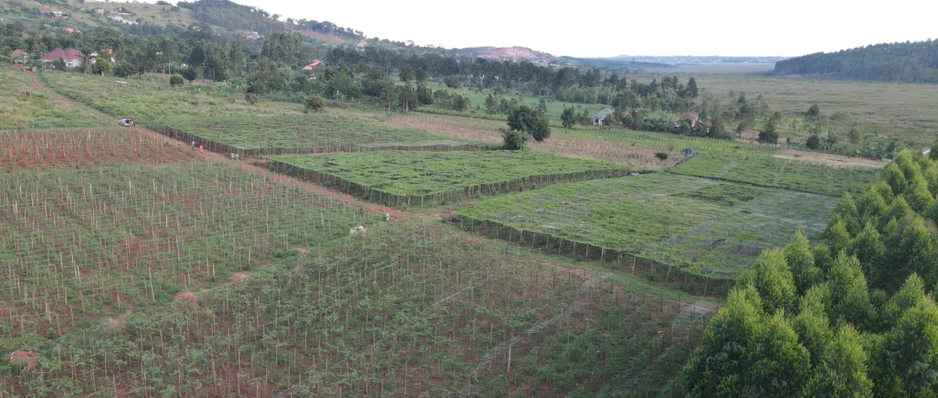 Curated passion fruit farm landscape in Uganda