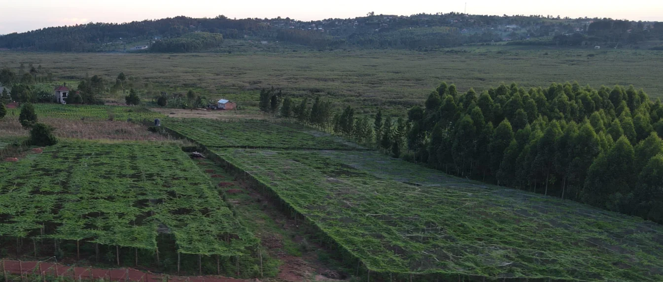 Curated commercial farm landscape in Uganda